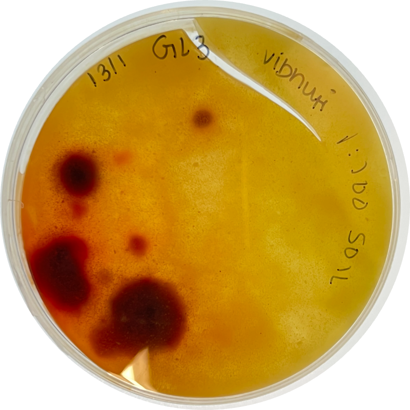 A petri dish of soil bacteria, red colonies on amber agar